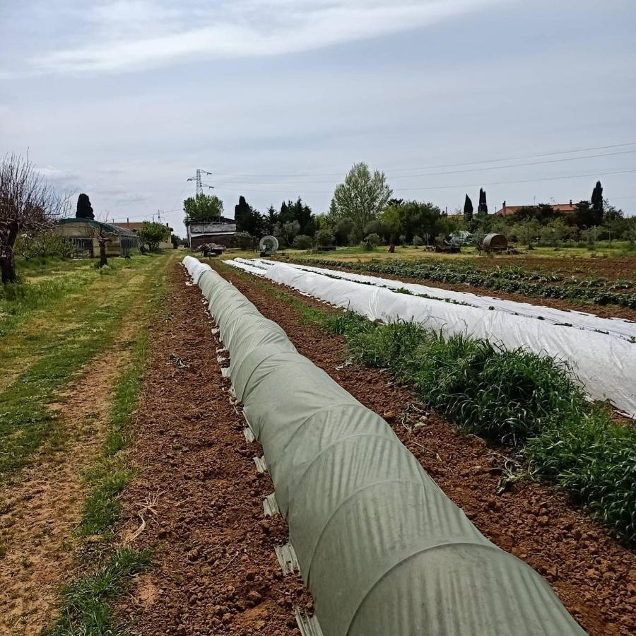 Agriturismo Il Cipresso فادا المظهر الخارجي الصورة