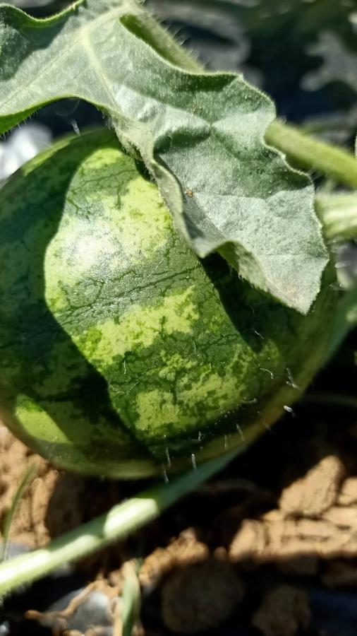 Agriturismo Il Cipresso فادا المظهر الخارجي الصورة