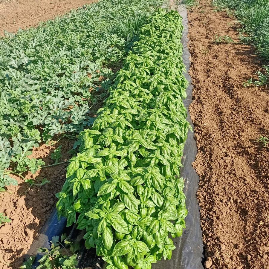 Agriturismo Il Cipresso فادا المظهر الخارجي الصورة