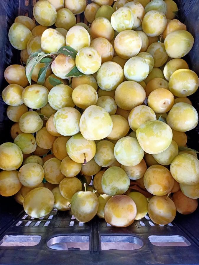 Agriturismo Il Cipresso فادا المظهر الخارجي الصورة