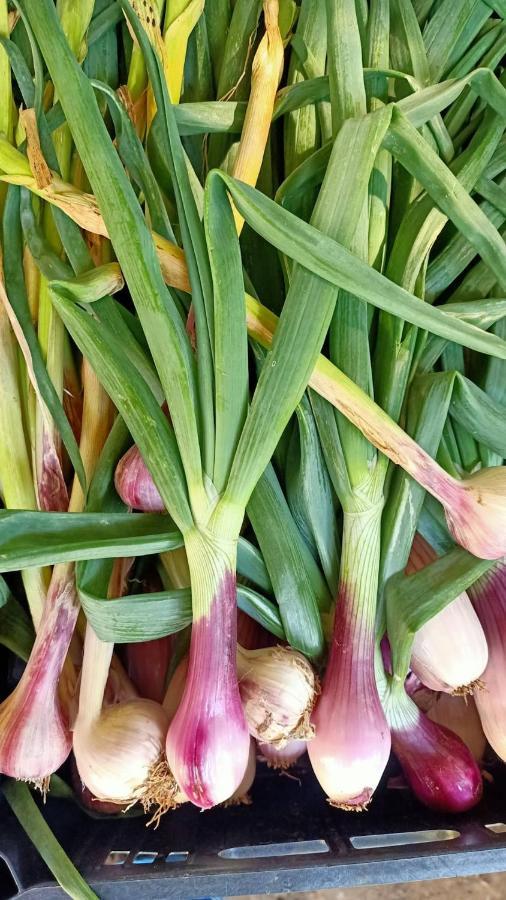 Agriturismo Il Cipresso فادا المظهر الخارجي الصورة