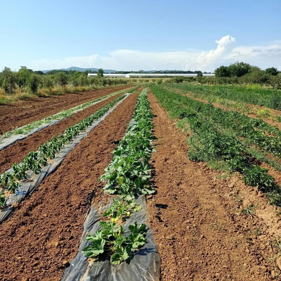 Agriturismo Il Cipresso فادا المظهر الخارجي الصورة