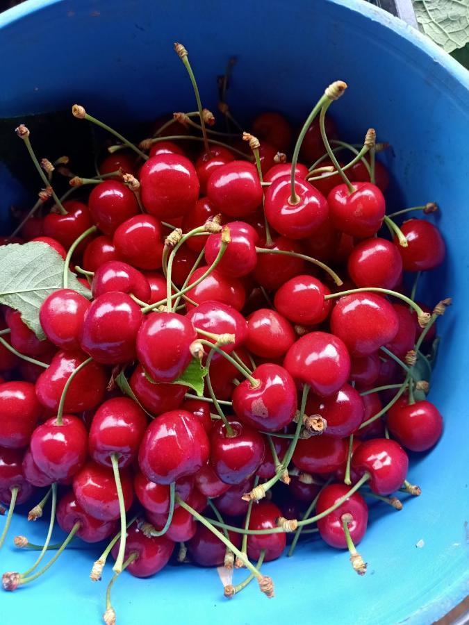 Agriturismo Il Cipresso فادا المظهر الخارجي الصورة