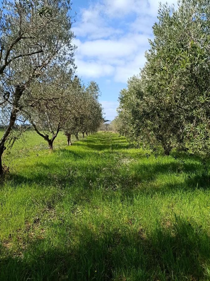 Agriturismo Il Cipresso فادا المظهر الخارجي الصورة